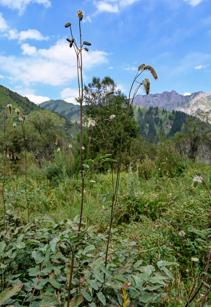 Изображение особи Sanguisorba alpina.