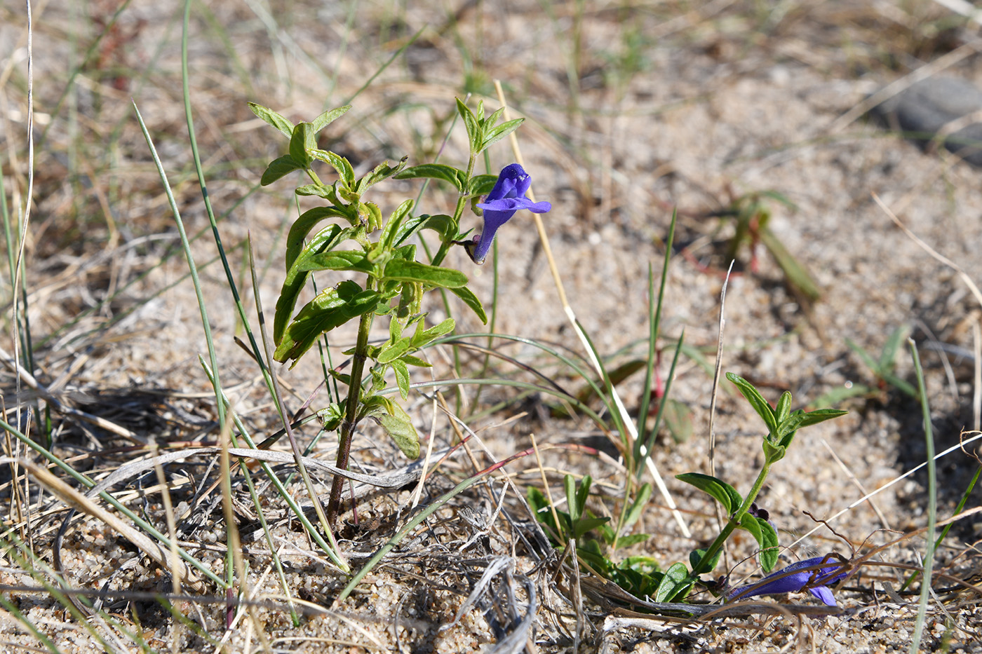 Изображение особи Scutellaria scordiifolia.