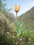 Tulipa zenaidae. Зацветающее растение. Казахстан, Западный Тянь-Шань, Киргизский хр., ущ. Мерке, склон сев. экспозиции. 11 апреля 2022 г.