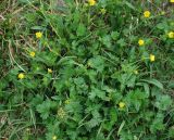 Potentilla gelida ssp. boreo-asiatica