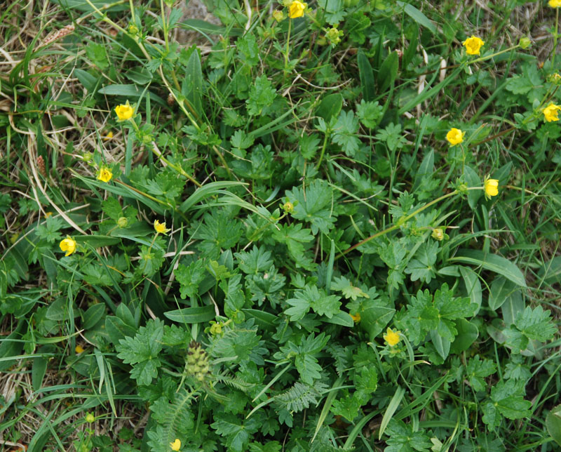 Изображение особи Potentilla gelida ssp. boreo-asiatica.