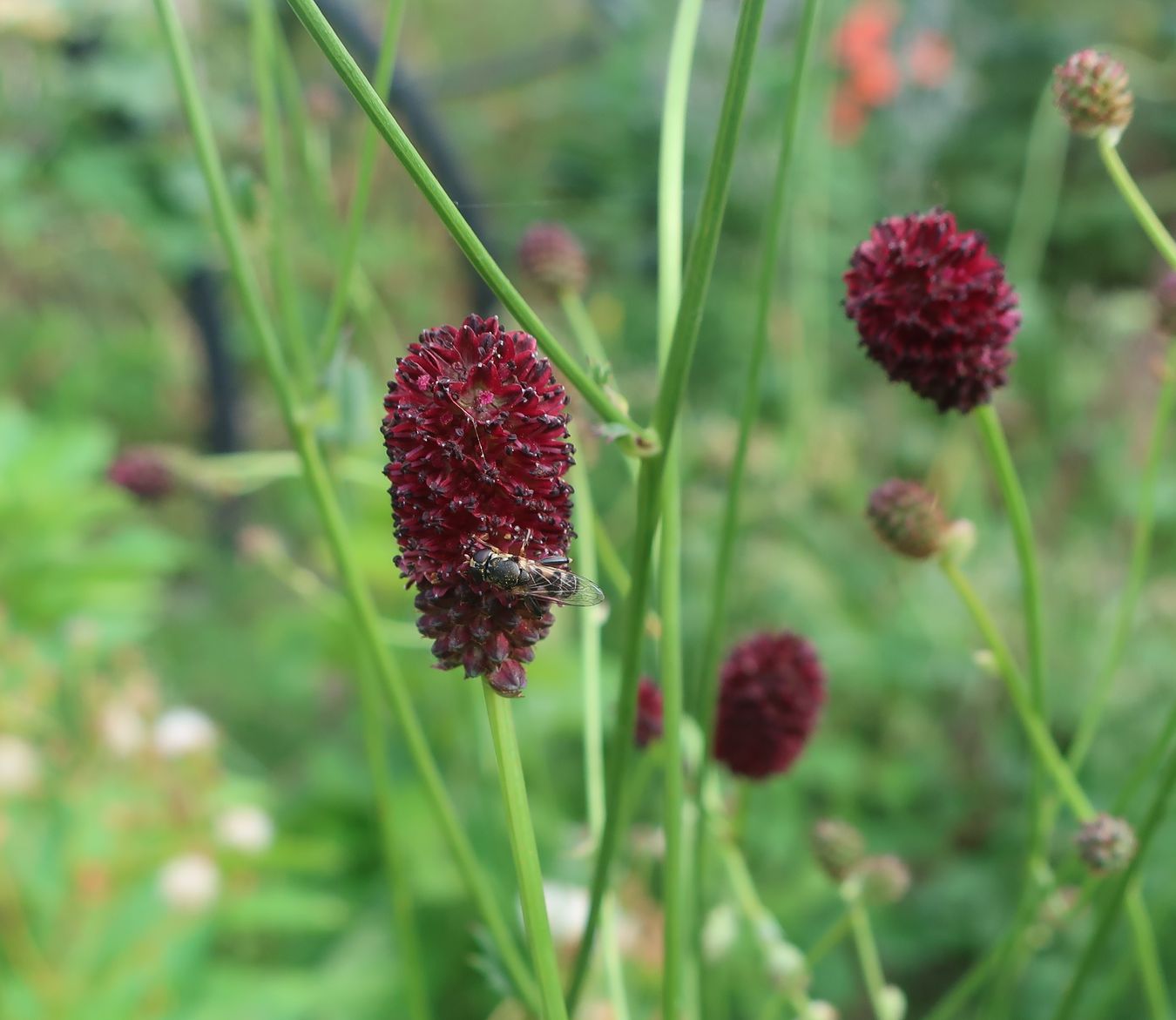 Изображение особи Sanguisorba officinalis.