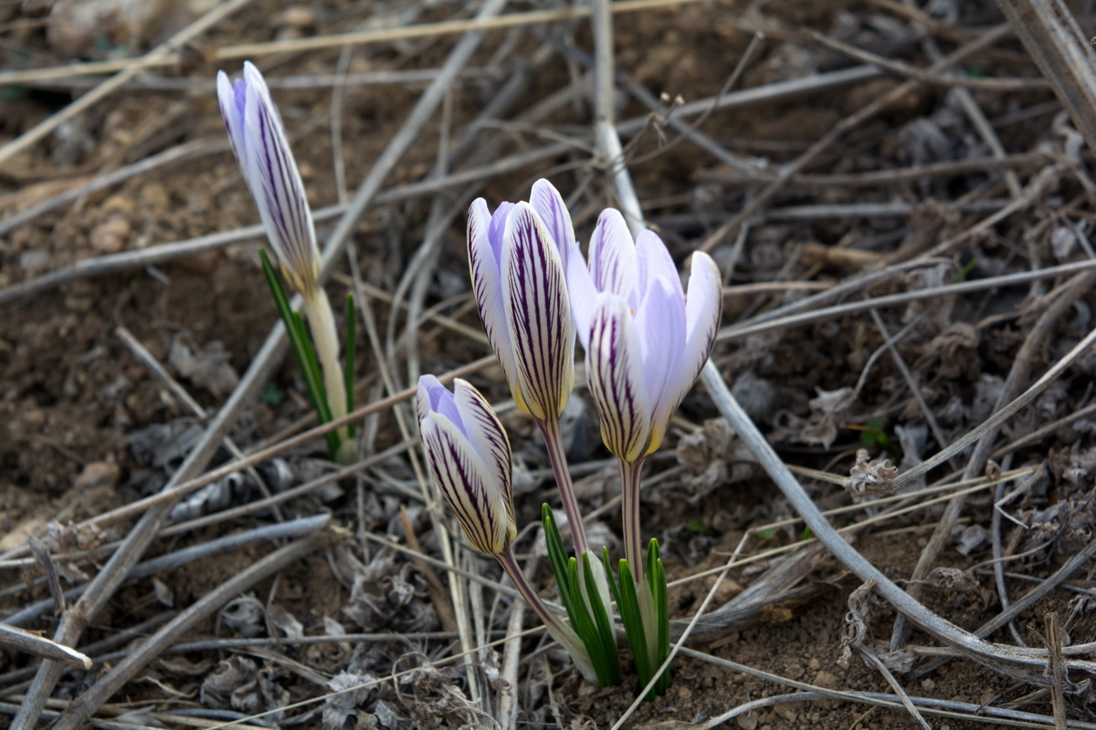 Изображение особи Crocus reticulatus.