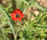 Adonis flammea