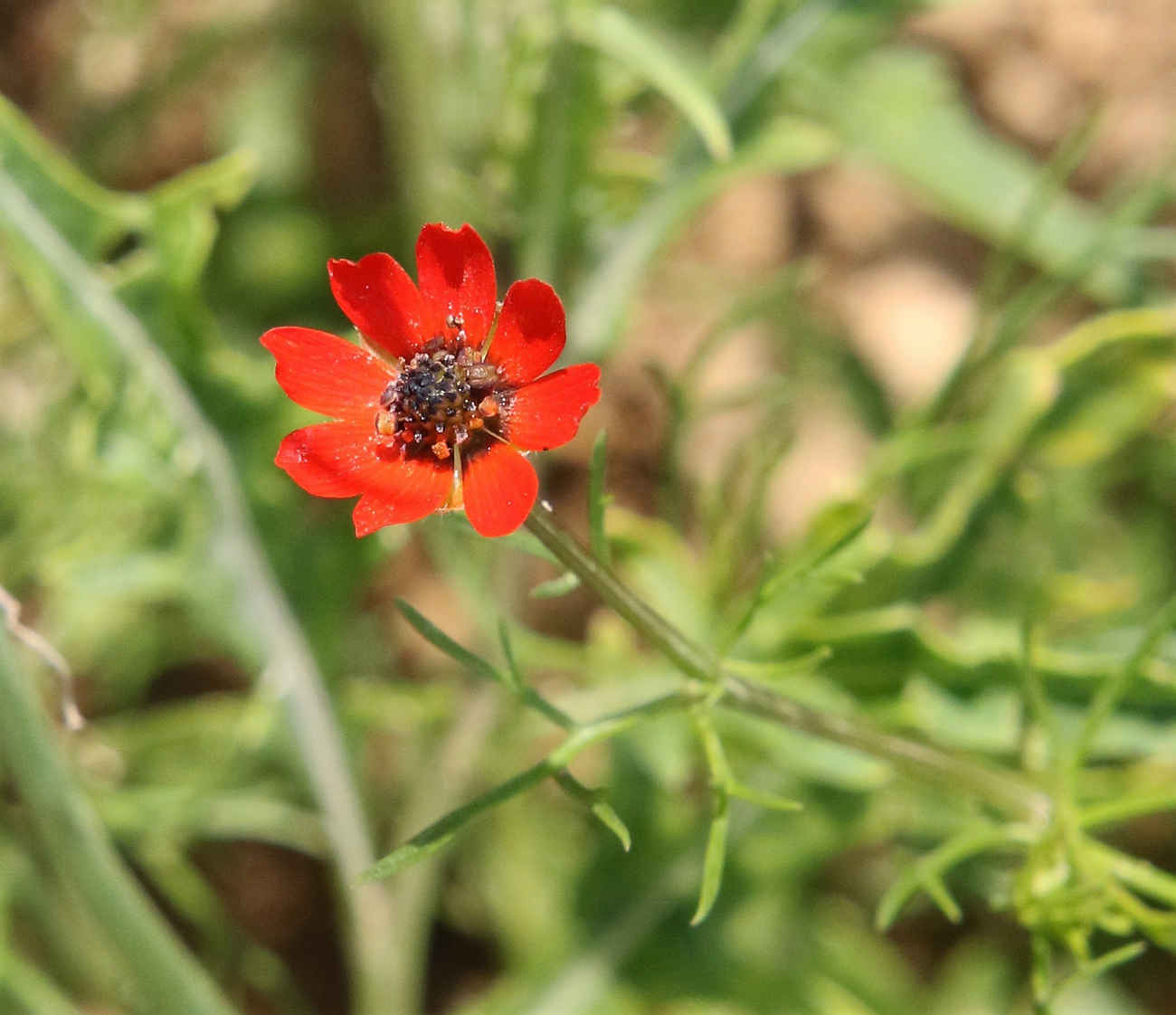 Изображение особи Adonis flammea.