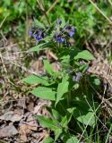 Pulmonaria mollis