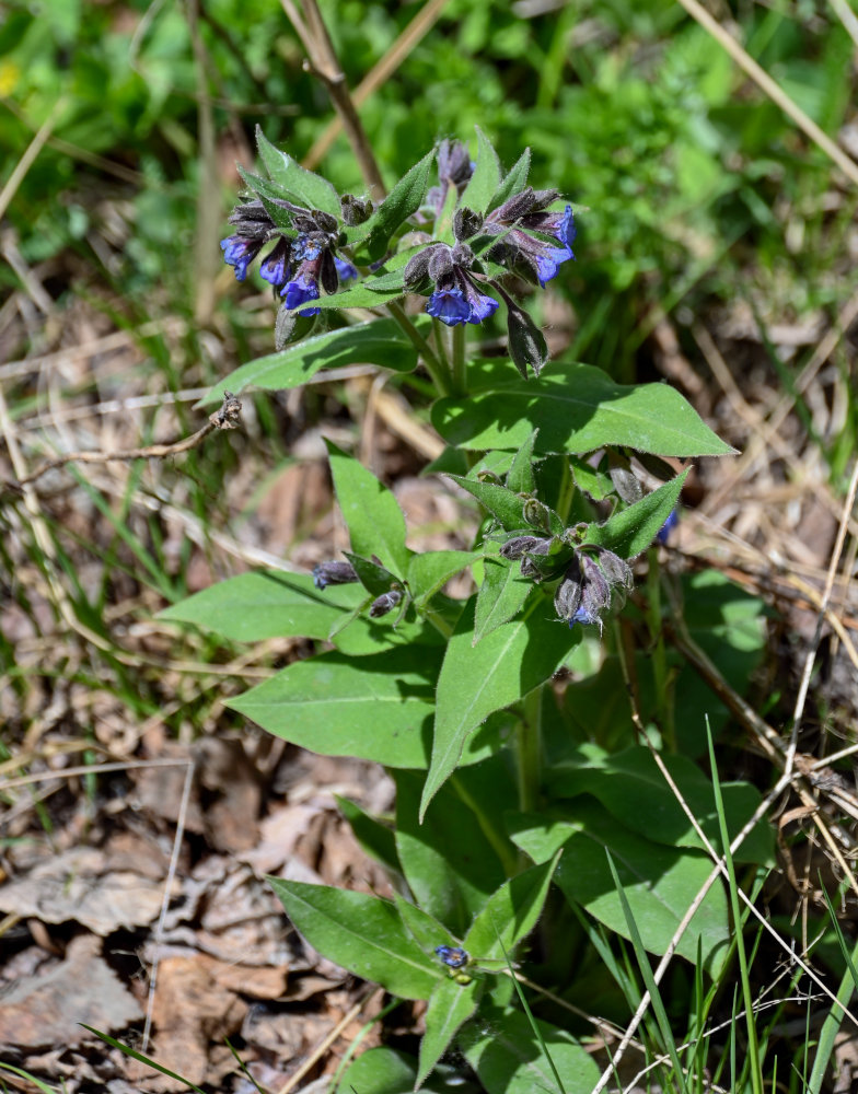 Изображение особи Pulmonaria mollis.