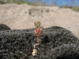 Macrosepalum tetramerum. Цветущее растение. Южный Казахстан, Сырдарьинский Каратау, горы Улькунбурултау, ≈ 800 м н.у.м., горизонтальная скальная плита, подушка из мха Grimmia. 28 апреля 2023 г.