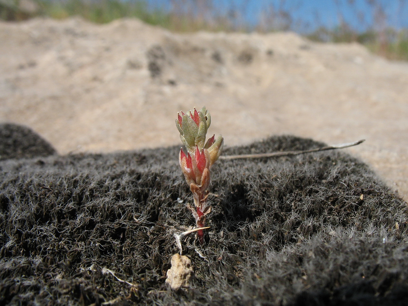 Image of Macrosepalum tetramerum specimen.