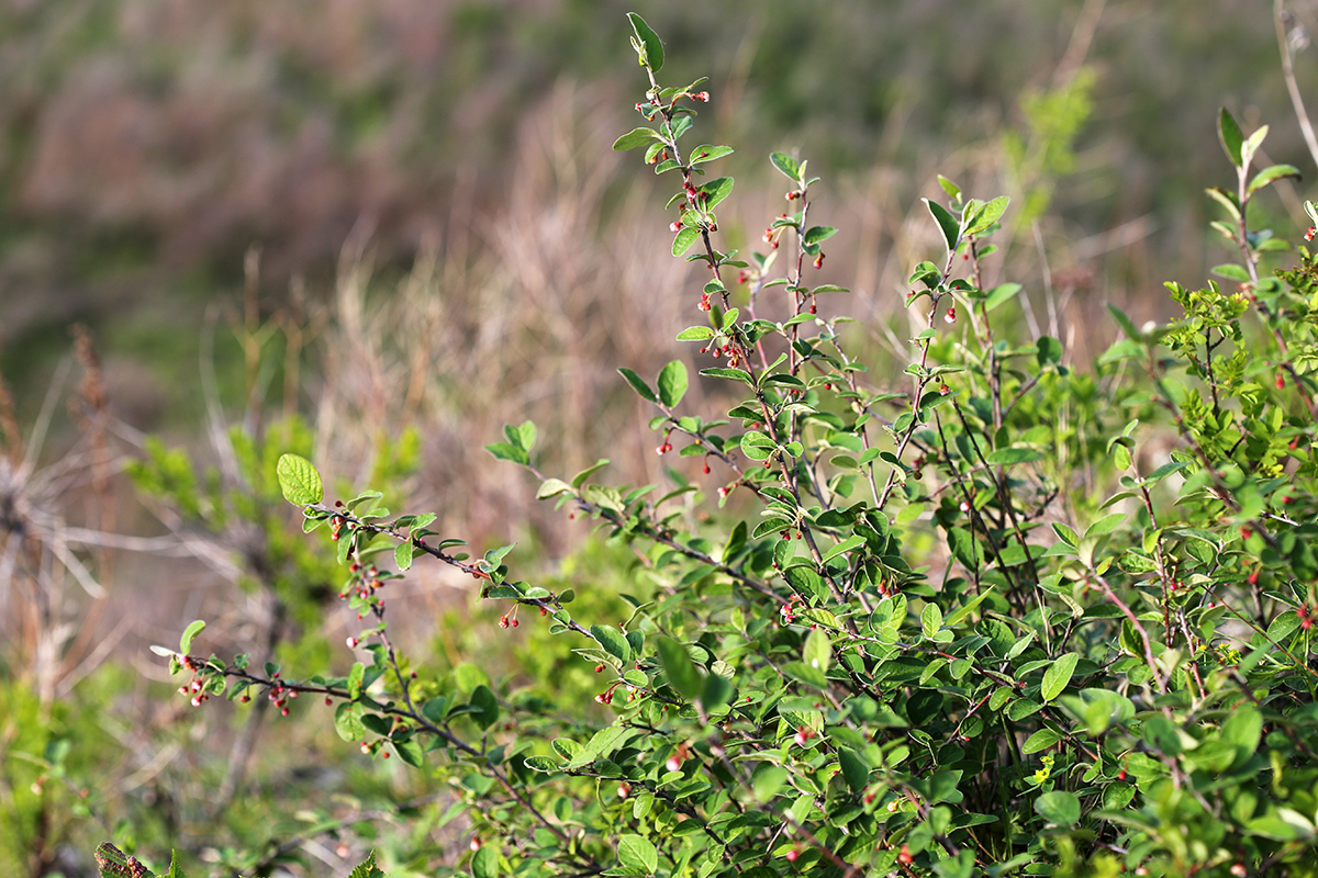 Image of Cotoneaster melanocarpus specimen.