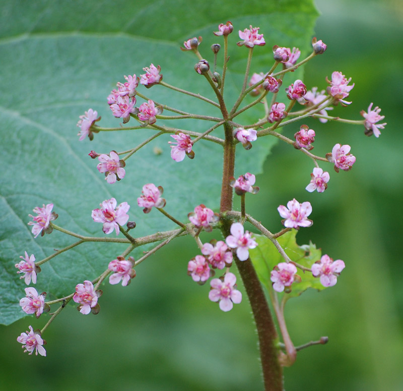 Image of Darmera peltata specimen.