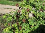 Rosa corymbifera
