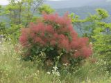 Cotinus coggygria. Плодоносящее растение. Краснодарский край, Крымский р-н, окр. станицы Неберджаевская, гора Вышка, 340 м н.у.м., разнотравный луг на вершине горы с отдельно стоящими деревьями и кустами. 09.06.2023.