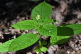 Impatiens parviflora. Верхушка цветущего растения. Москва, Лесная опытная дача РГАУ-МСХА им. К. А. Тимирязева, широколиственный лес. 4 июля 2023 г.