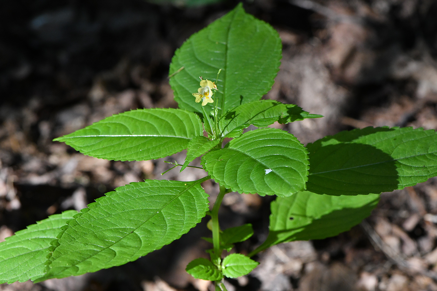 Image of Impatiens parviflora specimen.