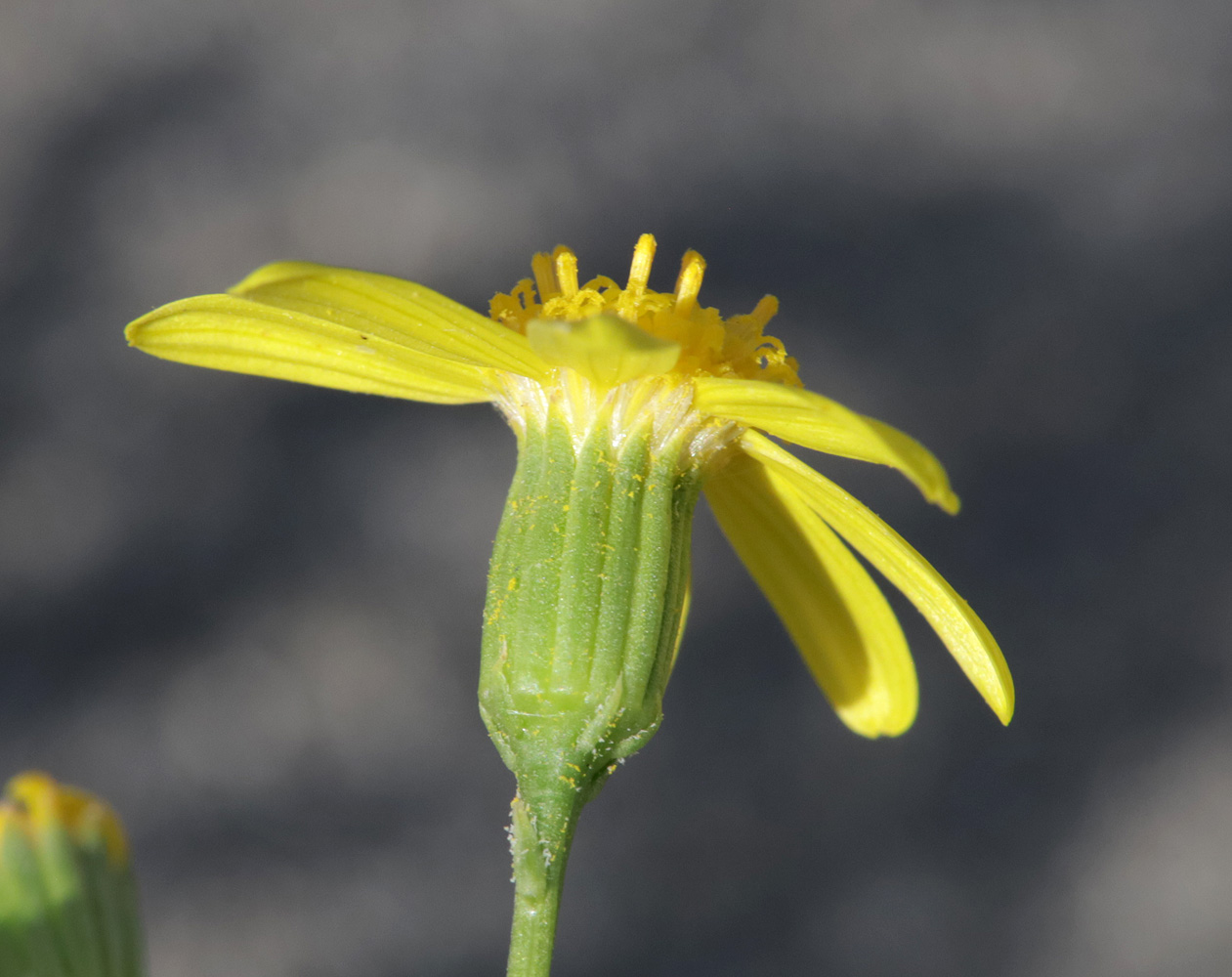 Image of Senecio subdentatus specimen.