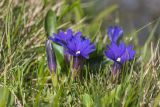 Gentiana dshimilensis. Цветущие растения. Карачаево-Черкесия, Зеленчукский р-н, окр. пос. Архыз, долина р. Малая Дукка, ≈ 2000 м н.у.м., субальпийский луг. 11.06.2023.