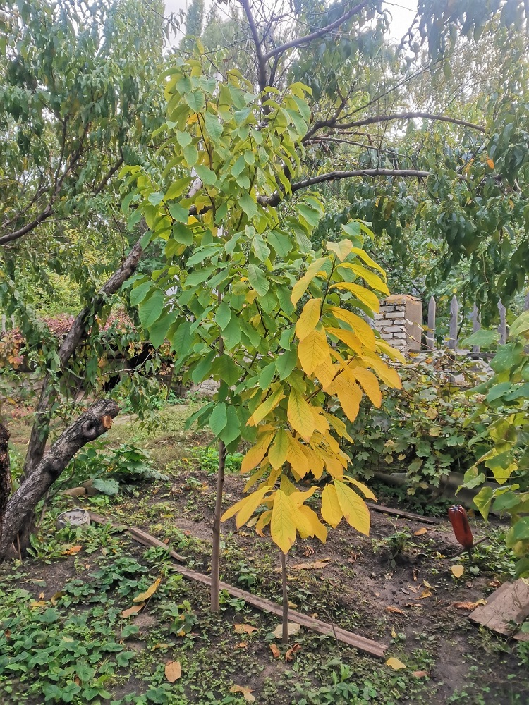 Image of Asimina triloba specimen.