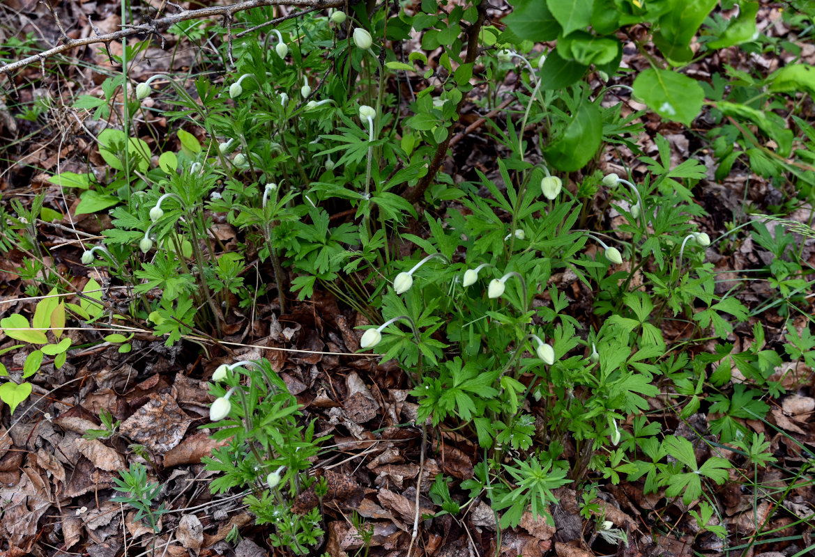 Изображение особи Anemone sylvestris.