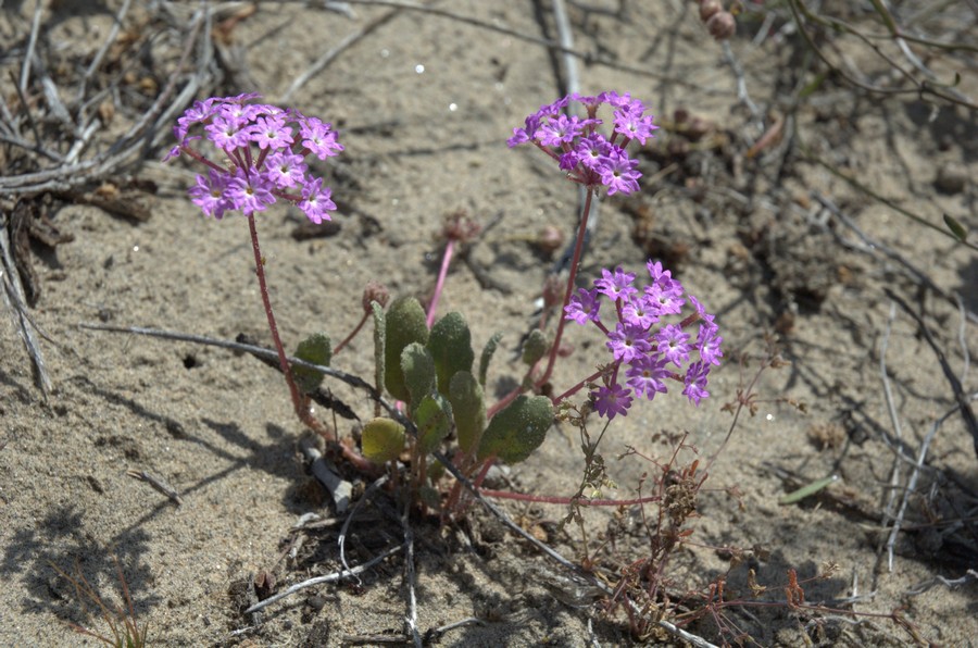 Image of Abronia umbellata specimen.