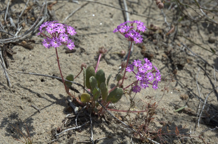 Изображение особи Abronia umbellata.