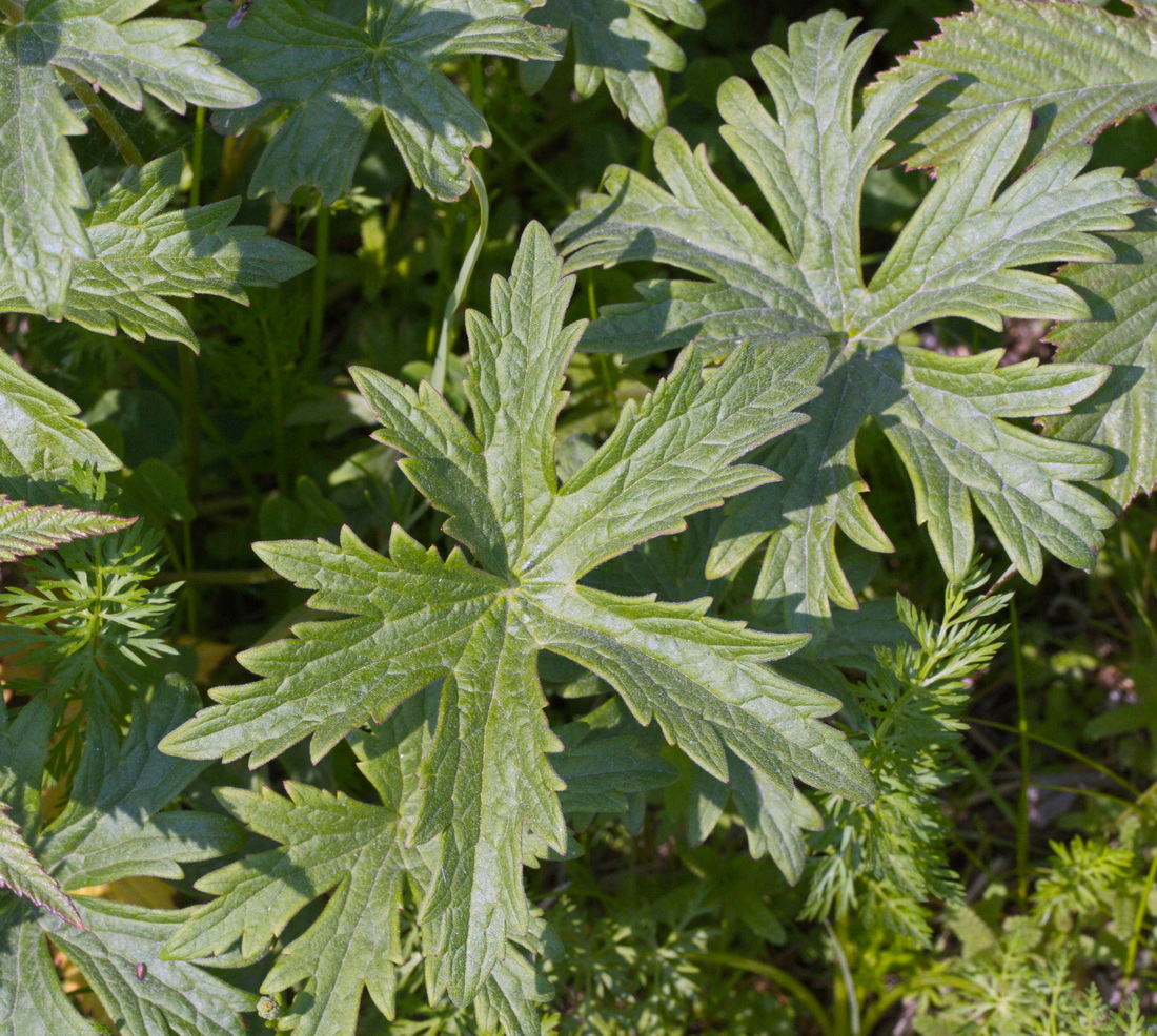 Изображение особи Geranium erianthum.