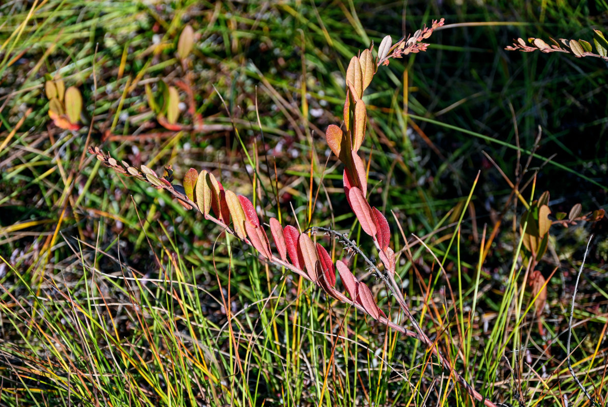 Image of Chamaedaphne calyculata specimen.