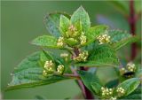 Hydrangea paniculata. Верхушка побега с бутонизирующими соцветиями. Московская обл., Раменский р-н, окр. дер. Хрипань, садовый участок. 29.06.2023.