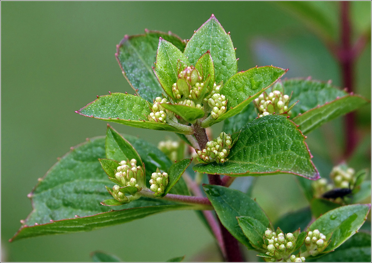 Image of Hydrangea paniculata specimen.