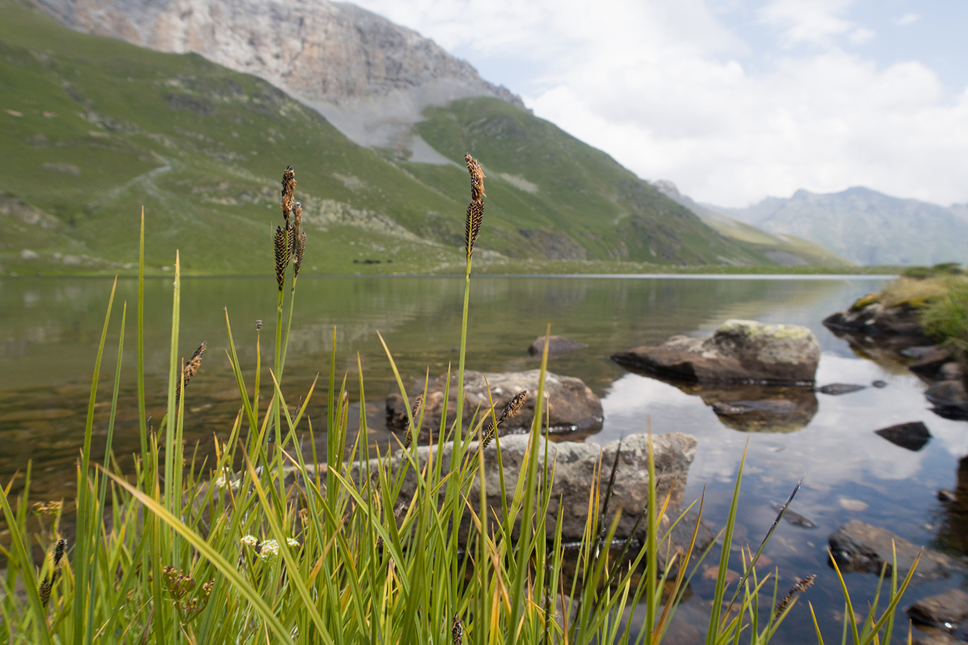 Image of genus Carex specimen.