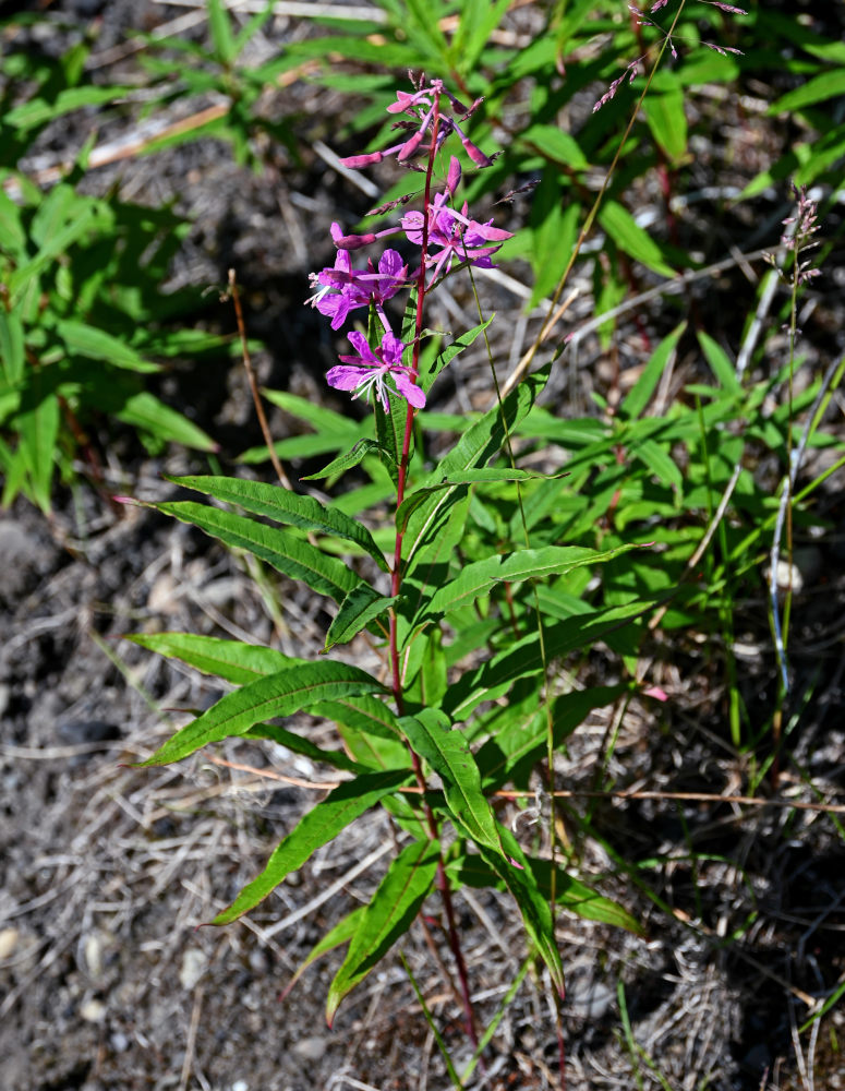 Image of Chamaenerion angustifolium specimen.