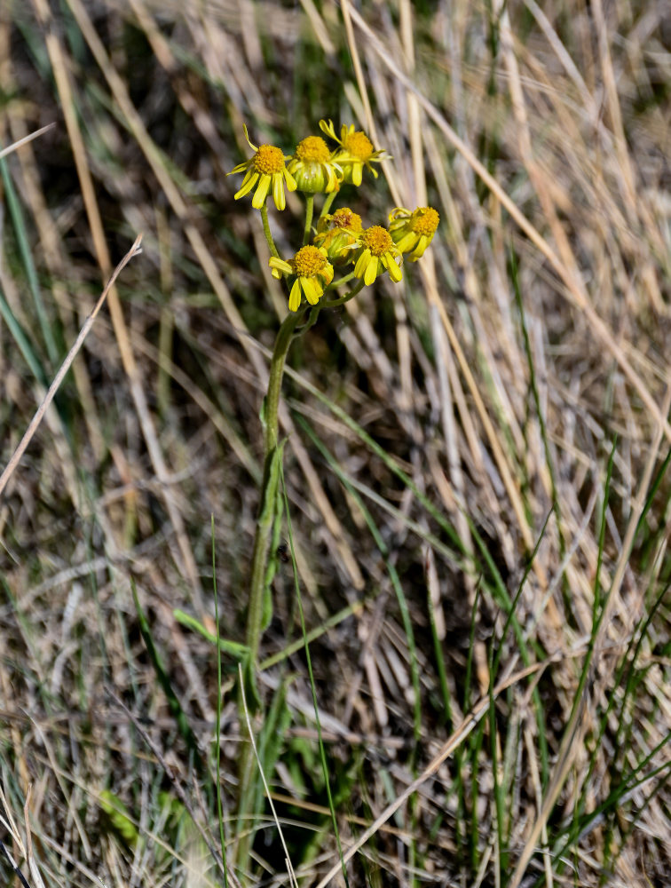 Изображение особи Tephroseris integrifolia.