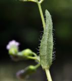 Emilia sonchifolia. Часть побега с листом (вид на абаксиальную поверхность). Таиланд, Бангкок, парк Люмпини, зарастающий газон. 31.08.2023.