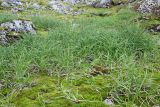 Carex bigelowii