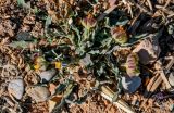 Calendula tripterocarpa