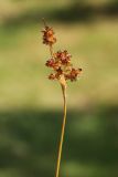 Luzula multiflora