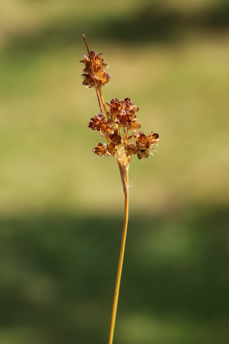 Image of Luzula multiflora specimen.