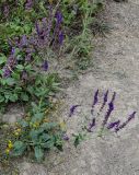 Salvia nemorosa