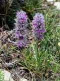 Stachys lavandulifolia. Цветущее растение. Армения, обл. Гегаркуник, берег оз. Севан, гора Артаниш, ≈ 2400 м н.у.м., каменистый участок лугового склона. 23.06.2022.