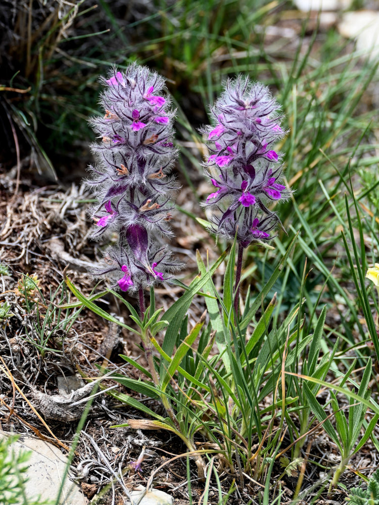 Изображение особи Stachys lavandulifolia.