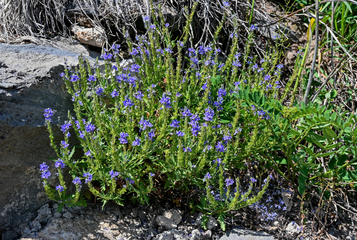 Изображение особи Veronica orientalis.