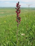 Echium russicum