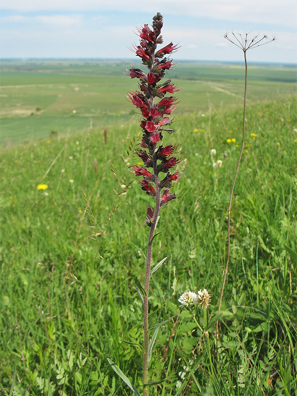 Изображение особи Echium russicum.