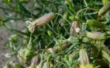 Oberna procumbens. Верхушка цветущего побега. Башкортостан, Хайбуллинский р-н, с. Акъяр, долина р. Таналык, береговая терраса, вытоптанный участок. 4 сентября 2023 г.