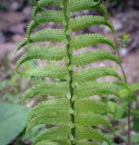 Matteuccia struthiopteris