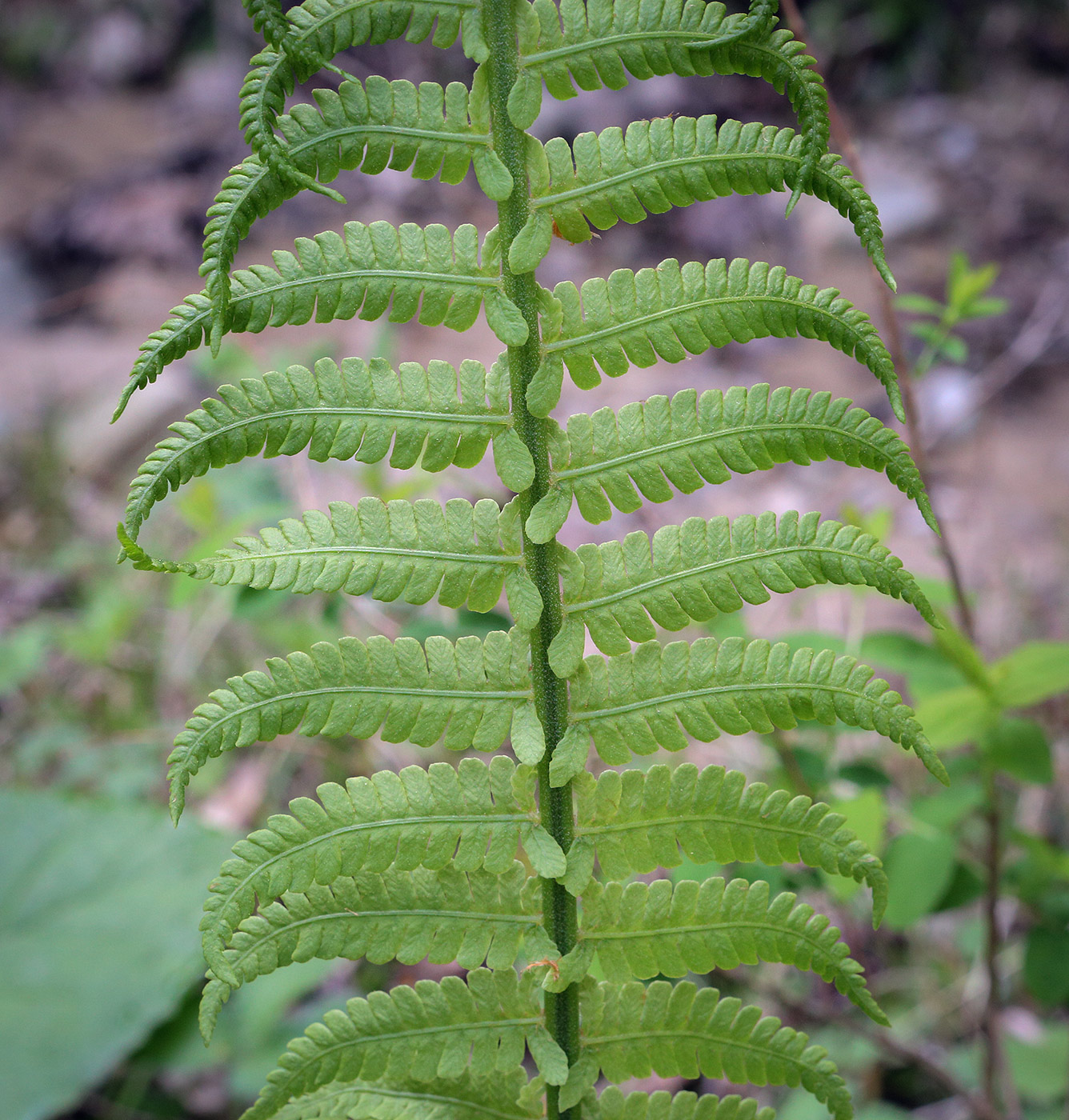 Image of Matteuccia struthiopteris specimen.
