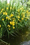 Iris pseudacorus. Цветущие растения. Калужская обл., Боровский р-н, окр. с. Роща, остров на р. Протва, у воды. 3 августа 2024 г.