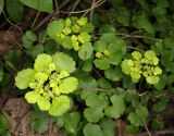 Chrysosplenium alternifolium. Отцветающие и плодоносящие растения. Нижегородская обл., Арзамасский р-н, окр. с. Пустынь, смешанный лес. 25 мая 2024 г.