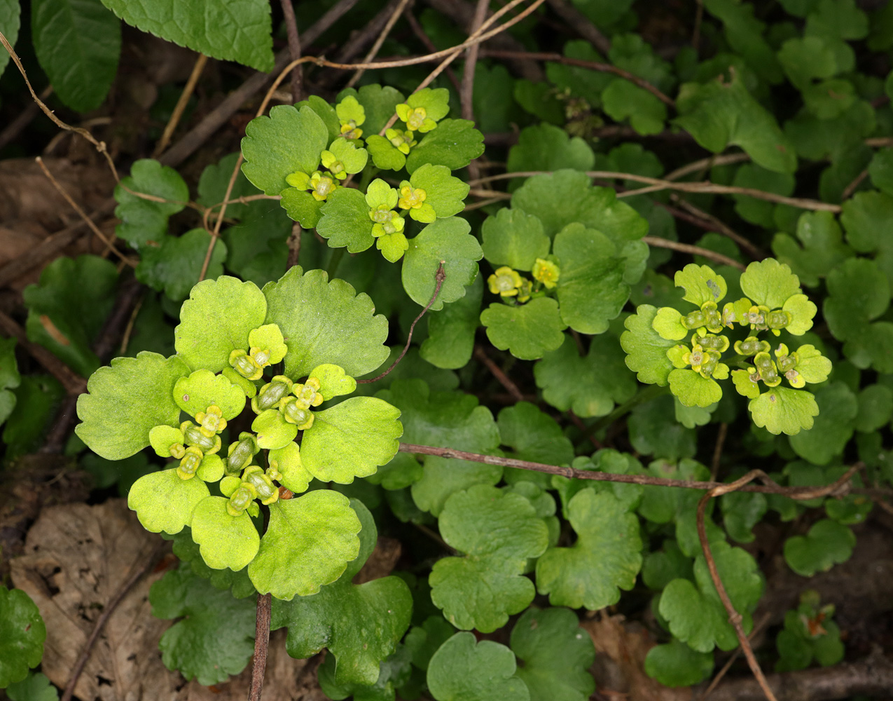 Image of Chrysosplenium alternifolium specimen.