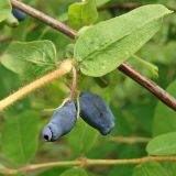 Lonicera edulis